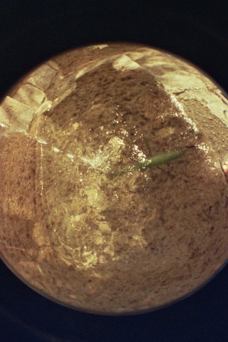 mante à l'eau